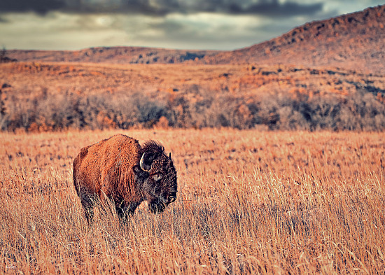 Cody James Collection